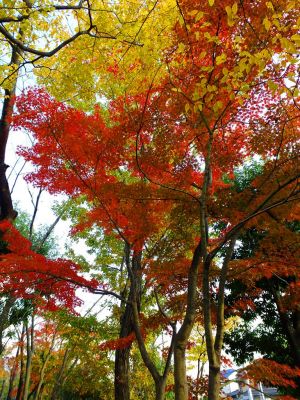 鴨池公園まんまる広場
