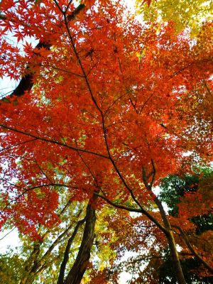 鴨池公園まんまる広場
