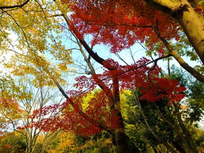 鴨池公園まんまる広場
