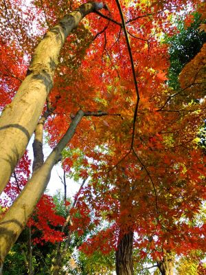 鴨池公園まんまる広場
