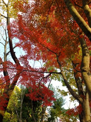 鴨池公園まんまる広場
