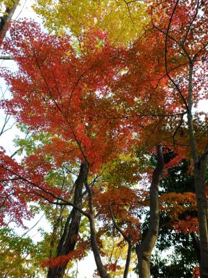 鴨池公園まんまる広場

