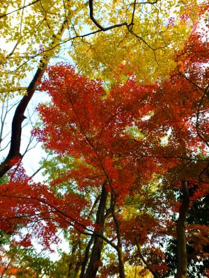 鴨池公園まんまる広場
