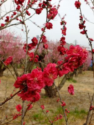 桃の花（紅）

