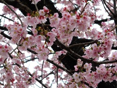 荏田小学校の桜
