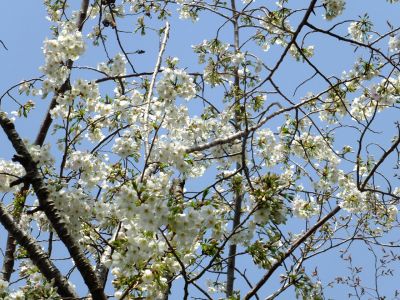 けやきが丘（大島桜）

