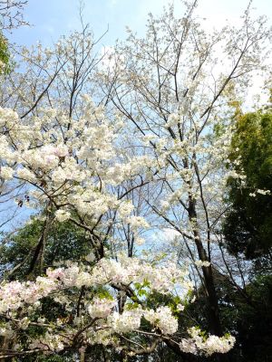 けやきが丘（大島桜）
