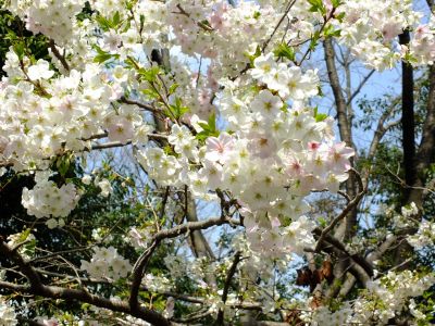 けやきが丘（大島桜）
