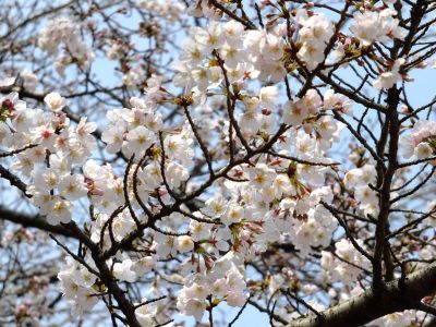 渋沢橋（山桜）
