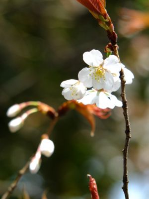 渋沢橋（山桜）
