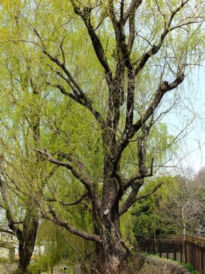 都筑中央公園（やなぎ）
