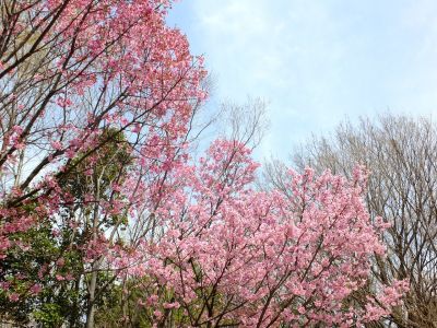 都筑中央公園（横浜緋桜）
