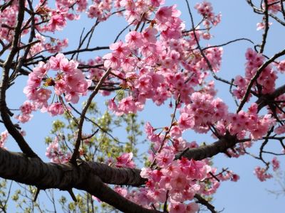 都筑中央公園（横浜緋桜）
