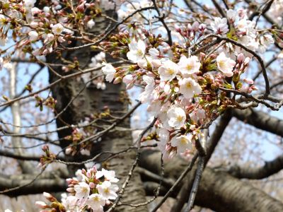 都筑中央公園（染井吉野）
