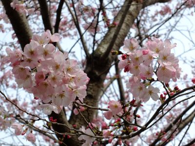早渕川親水公園（神代曙）
