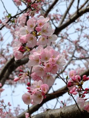 早渕川親水公園（神代曙）
