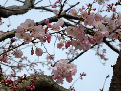 早渕川親水公園（神代曙）
