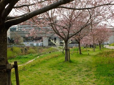 早渕川親水公園（神代曙）
