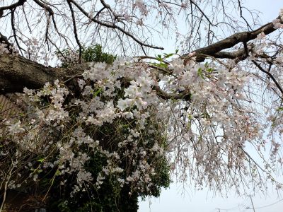 なかこうちはし（枝垂桜）
