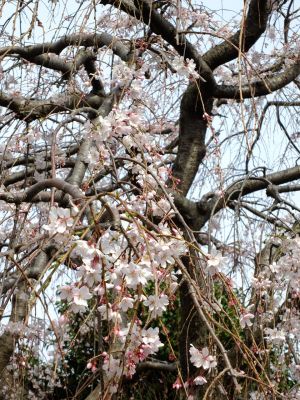 なかこうちはし（枝垂桜）
