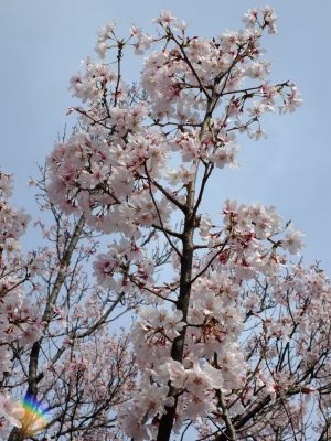 なかこうちはし
