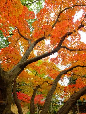 ささぶねの道（渋沢橋）

