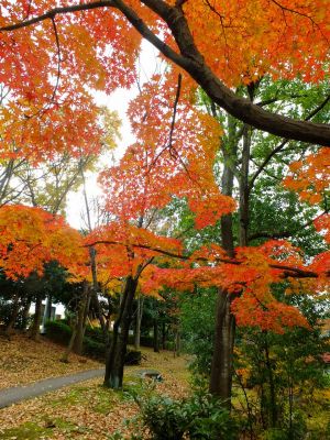 ささぶねの道（渋沢橋）
