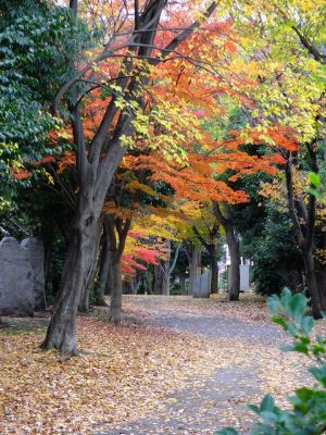 ささぶねの道（御影橋）葛ケ谷公園
