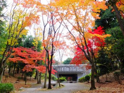 ささぶねの道（御影橋）
