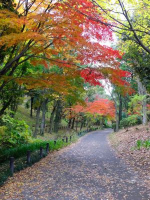 ささぶねの道（ささぶね橋）
