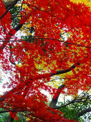 ささぶねの道（若水橋）
