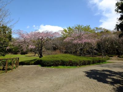 鴨池公園
