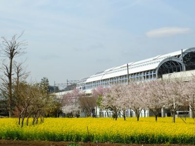川和町駅前（小松乙女）
