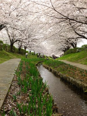 江川せせらぎ緑道
