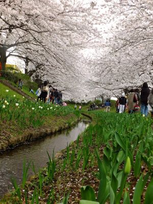 江川せせらぎ緑道

