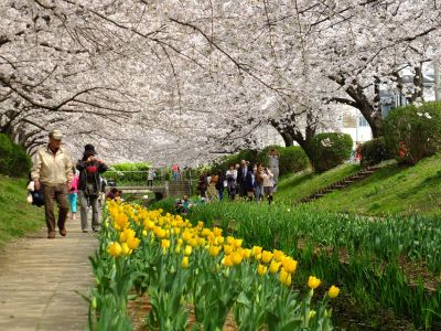 江川せせらぎ緑道
