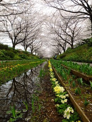 江川せせらぎ緑道
