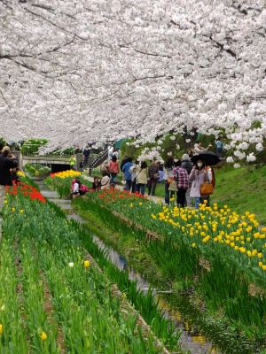 江川せせらぎ緑道
