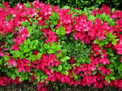 えだきん商店街
