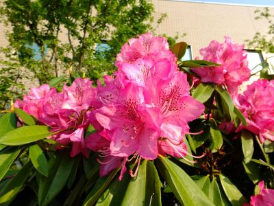 都筑区役所（石楠花）
