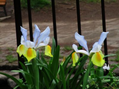 鴨池公園（ログハウス）
