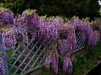 緑道ささぶねの道（藤の花）
