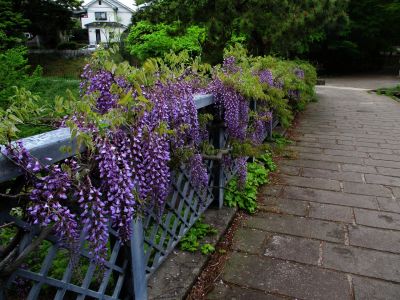 緑道ささぶねの道（藤の花）
