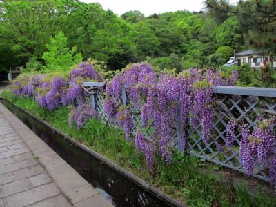 緑道ささぶねの道（藤の花）
