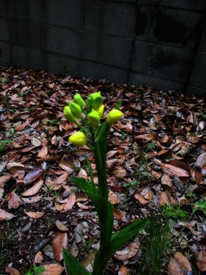 緑道ささぶねの道（金蘭）
