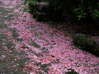 緑道ささぶねの道
