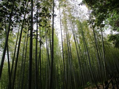 鴨池公園（竹林）
