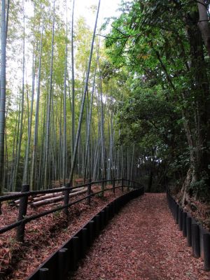 鴨池公園（竹林）
