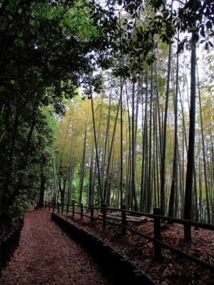 鴨池公園（竹林）
