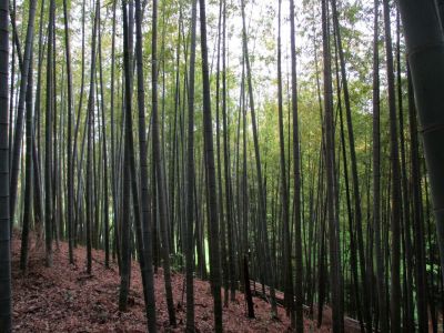 鴨池公園（竹林）
